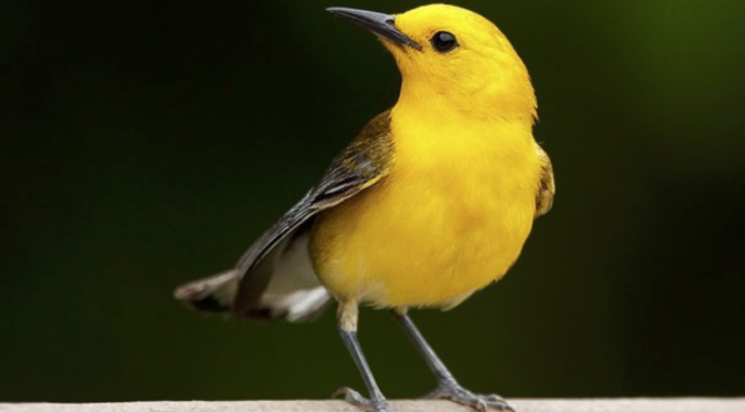 Prothonotary Warblers in NC